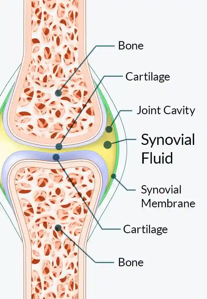 joint genesis supplement for joint health